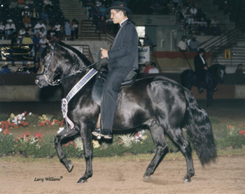 HECHIZO de LA HACIENDA - Paso Stallion